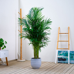 Areca: puedes elegirla para dar un toque tropical en la oficina ya que se asemeja a una palmera, te proporcionará la sensación de estar en un oasis verde.