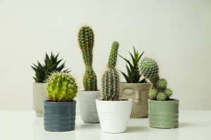 Cactus: son para espacios reducidos, proporcionan un toque de modernismo y tendencia minimalista, a pesar de su estética única conservan el agua, no requieren mucho cuidado, se ven elegantes, su belleza y simplicidad harán que tu oficina tenga un estilo diferente.