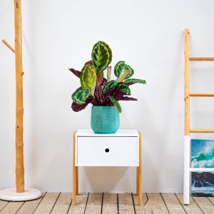 Calathea: es una planta bonita para la oficina, ayuda a mejorar el aire filtrando toxinas y proporciona alivio al respirar, crece en lugares de poca luz, la puedes colocar en los rincones de la oficina que requieran un poco de frescura.