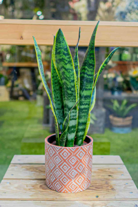 Sansevieria (conocida como lengua de suegra): es una planta que puedes elegir por su resistencia para crecer en lugares de poca o mucha iluminación, se adapta y la puedes colocar en cualquier rincón de la oficina para darle un toque de verdor.
