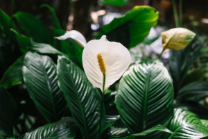 Spathiphyllum (conocida como lirio de la paz o la cuna de Moisés): se distingue por tener sus flores blancas y elegantes, que son una obra maestra de la naturaleza, no sólo deleitan la vista, también simbolizan la paz y la armonía.