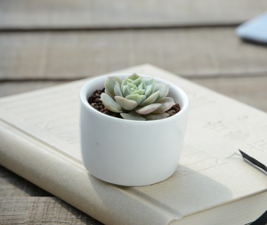 Suculenta: ésta planta es perfecta para la oficina, requiere poco mantenimiento y cuidado, además le añaden un toque de sofisticación a tu escritorio.