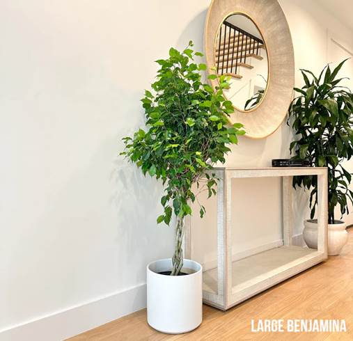 Ficus benjamina