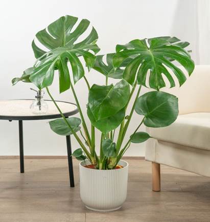 Filodendro (Philodendron)