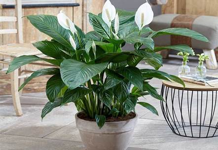 Lirio de la paz (Spathiphyllum)