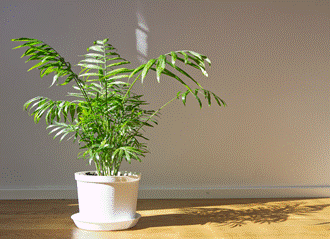 Palmera de salón (Chamaedorea elegans)