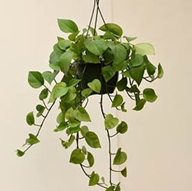 Pothos (Epipremnum aureum)