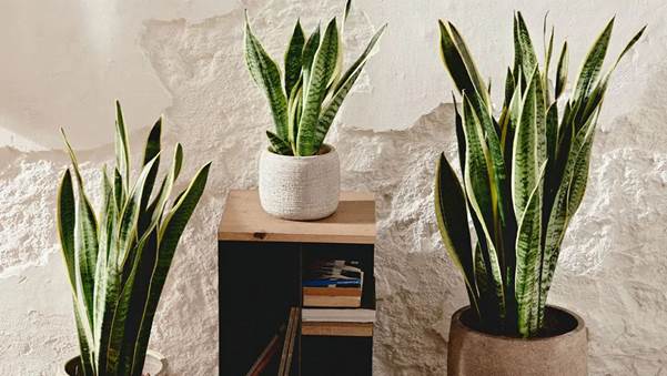 Sansevieria (Lengua de Suegra)