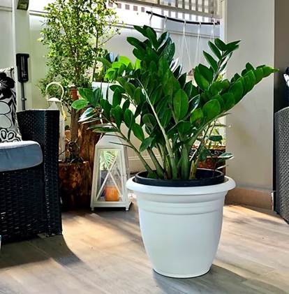 Zamioculcas (Planta ZZ)
